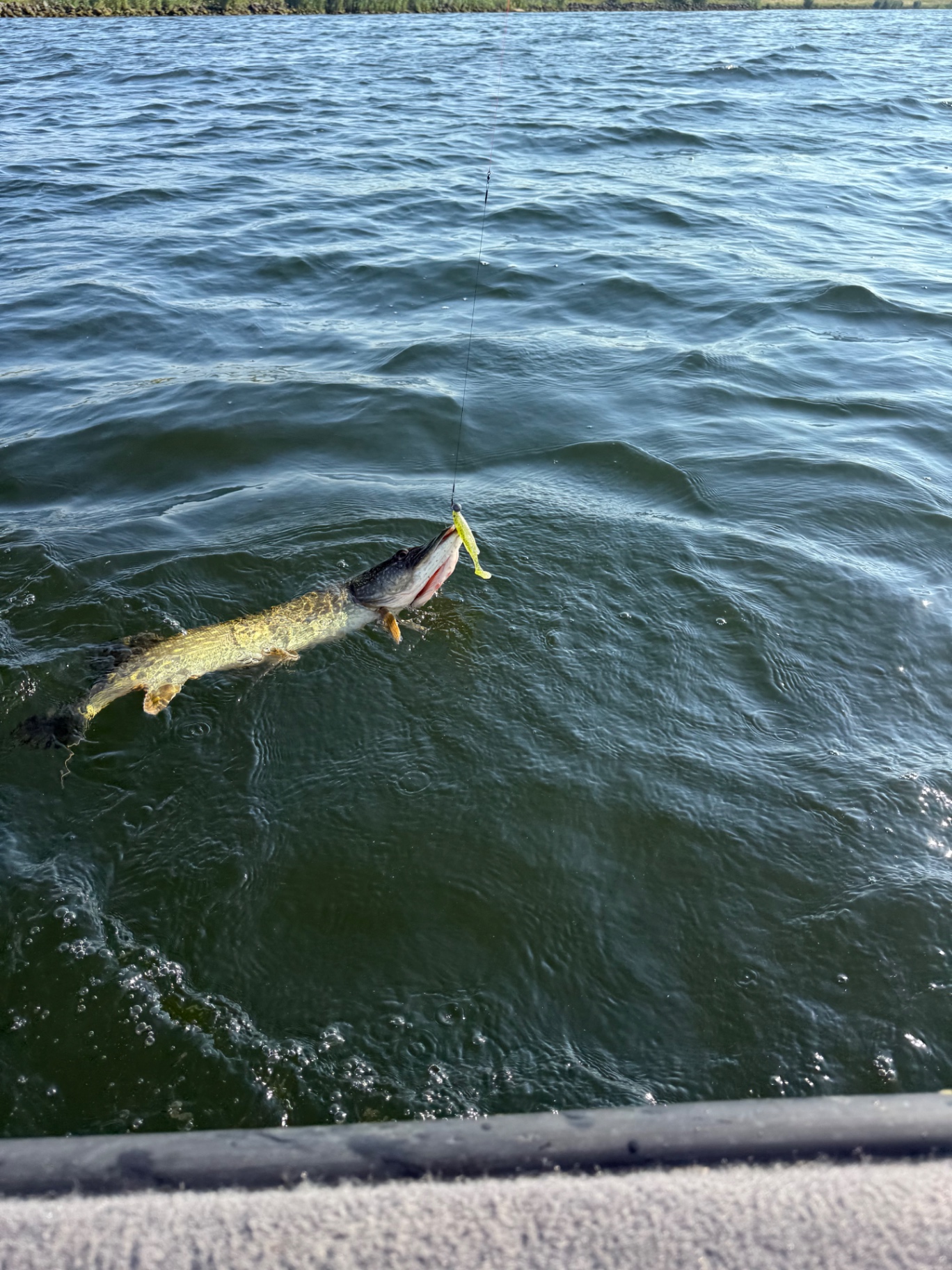 Predator fishing catch — Zuid-Holland and Zeeland waters